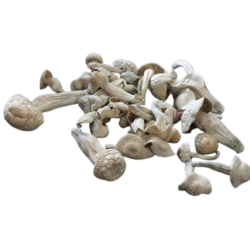 Buy Albino Penis Envy Magic Mushrooms in US