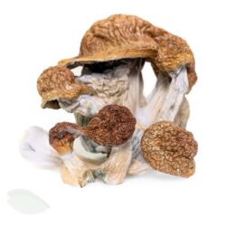 Buy Best Colorado Tidal Wave Dried Magic Mushroom Online