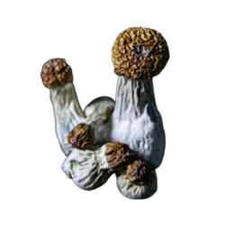 Buy Best USA Colorado Hillbilly Dried Mushrooms Online