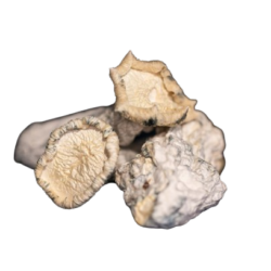 Cosmic Cowboy Mushroom