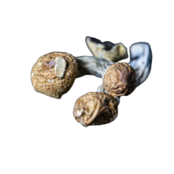 Golden Teacher Died Mushrooms