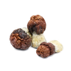Buy Bluey Viutom Dried Mushroom Online in US
