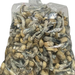 Buy the Best Avialable Melmak Dried Magic Mushroom