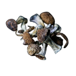 Jedi Mind Fuck Dried Mushroom