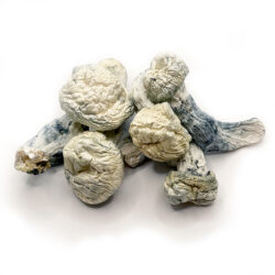 Lucid Gates -Dried Magic Mushrooms