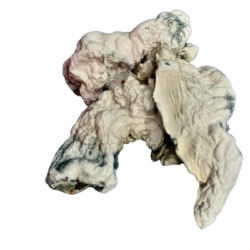 Nutcracker Dried Mushrooms