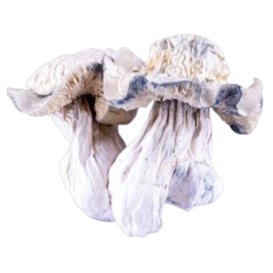 Buy White Yeti Dried Mushroom in USA
