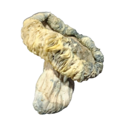 Best Online Albino Louisiana Dried Mushrooms