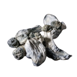 Buy Best Starry Night Magic Mushrooms Online in US