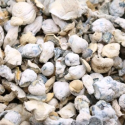 Avery Albion Premium Dried Mushrooms