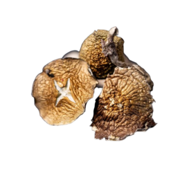 Burma Burmese Mushrooms