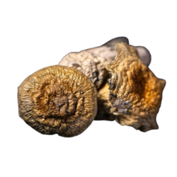 Hell Hound Dried Magic Mushrooms