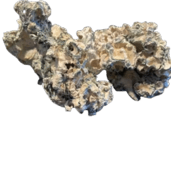 Buy Enigma Dried Mushroom Strain Online in US