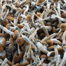 Buy liberty caps mushroom