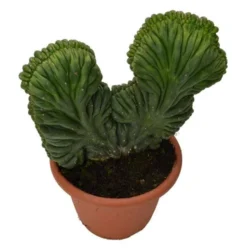 Buy Trichocereus pachanoi forma cristata (San Pedro) Online