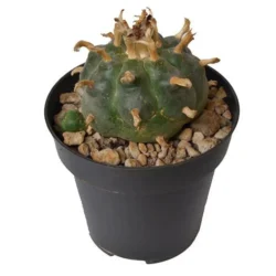 Buy Peyotes Cactus 5-7 cm Online