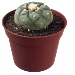 Buy Peyote Plant 4-5-cm for sale Online