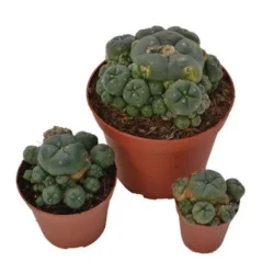 Buy peyote cluster 10-5cm lophophora williamsii Online