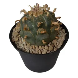 Buy Best Peyote-7-10-cm Online