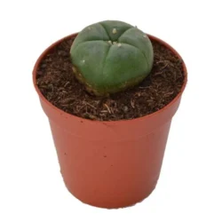 Buy Best Peyote 2 – 3cm Online