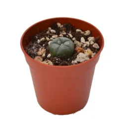 Buy Peyote 1 – 2 cm Online