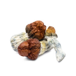 Available Texas Yellow Cap Magic Mushrooms