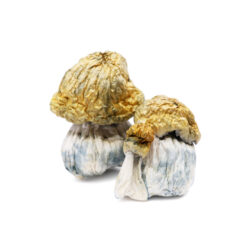 Buy Avalanche Magic Mushrooms Online