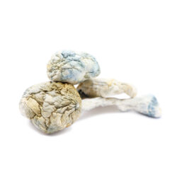 Alien Bubbles Magic Mushrooms